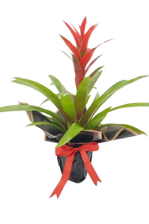 Guzmania