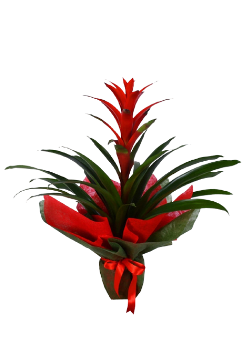 Guzmania