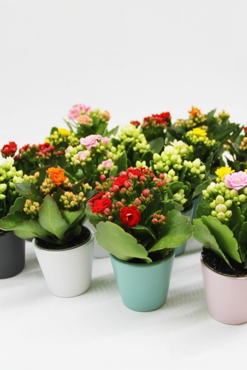 Kalanchoe