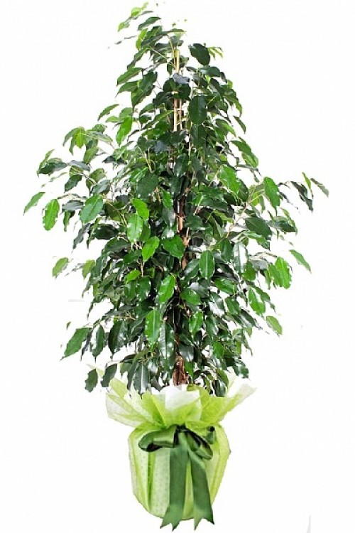 Ficus Benjamin