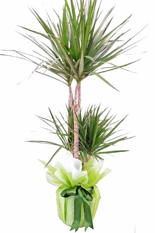 İkili Dracena Marginata