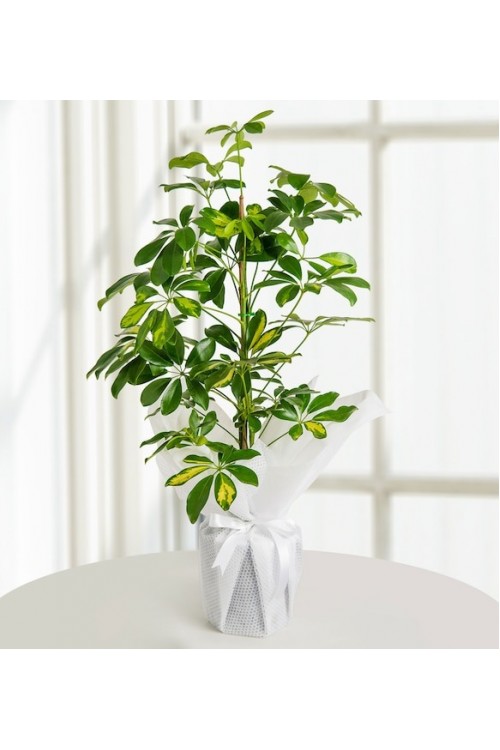 Schefflera (Şeflera) Bitkisi