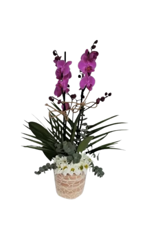 Özel Orkide Aranjmanı