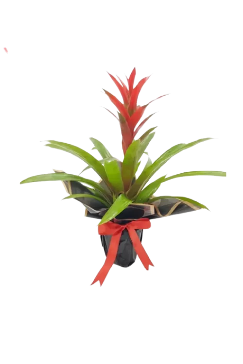 Guzmania