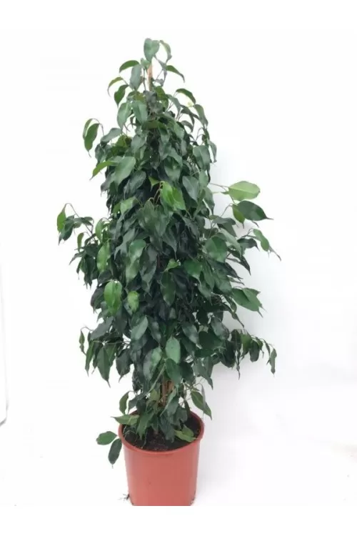 Ficus Benjamin