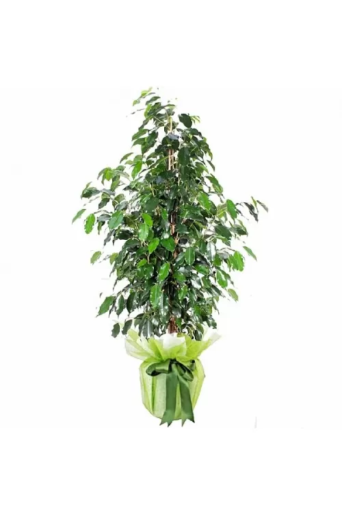 Ficus Benjamin